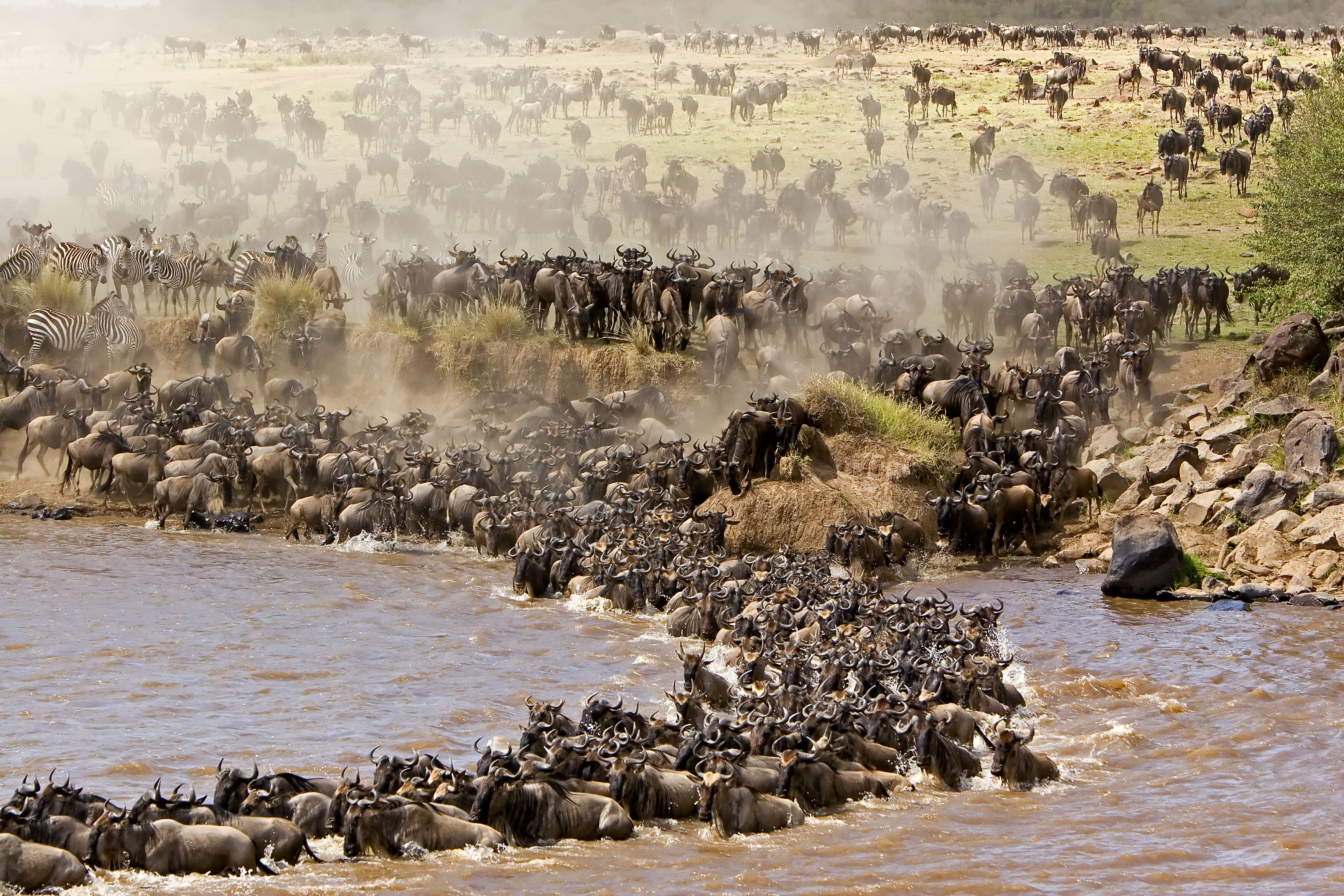 serengeti safari great wildebeest migration