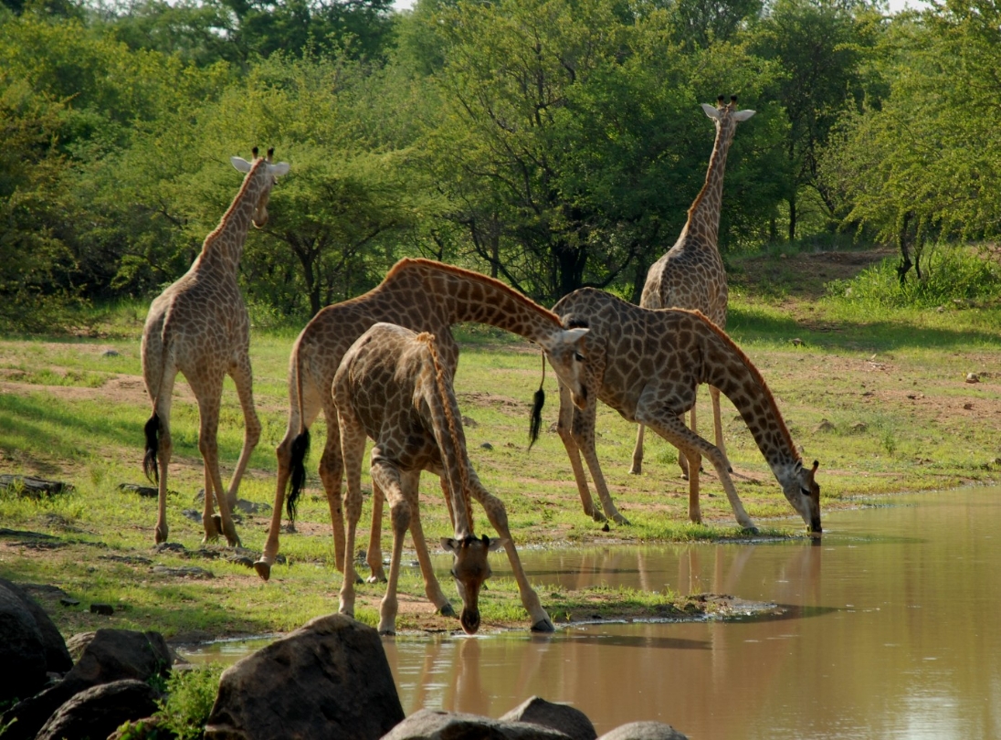 saadani tanzania park girafe
